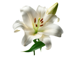 Obraz premium Elegant white lily bloom with green bud and leaves flower petal