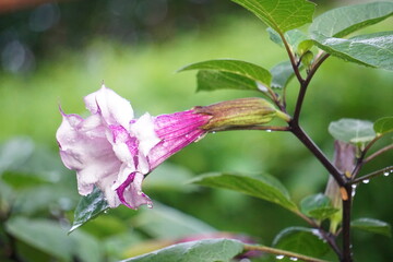 Datura fastuosa L. Thorn Apple, or Indian solanum, or pink-flowered solanum, is a herbaceous plant in the same family as eggplant. Its flowers bloom in a trumpet-like shape.