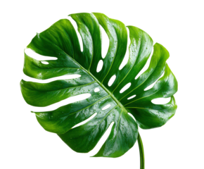 Monstera leaf growth garden plant natural light isolated on transparent background
