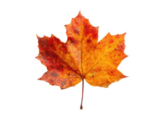 Obraz premium Vibrant autumn maple leaf with red orange yellow hues isolated on black image