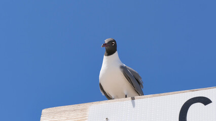 Close-up photo of a Laughing Gull perched on a wooden beach sign set against a vibrant, clear blue sky at the Center Street access point in Folly Beach, South Carolina, USA 