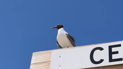Close-up photo of a Laughing Gull perched on a wooden beach sign set against a vibrant, clear blue sky at the Center Street access point in Folly Beach, South Carolina, USA 