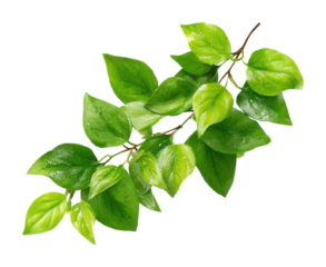 Lush green leaves branch nature botanical isolated on transparent background