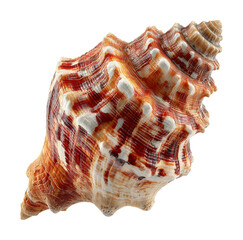 Unique seashell coastal environment natural beauty isolated on transparent background