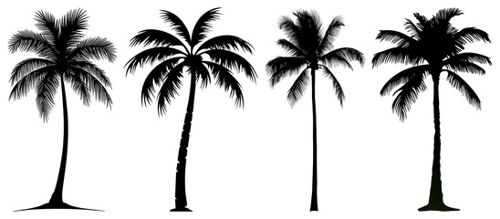 PNG Silhouettes of tropical palm trees, element set on transparent background