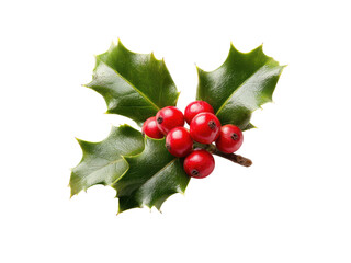 Green holly leaves with bright red berries image