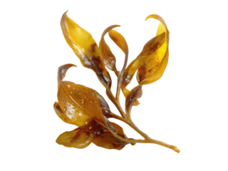 Golden kelp fronds with brown markings on black seaweed marine