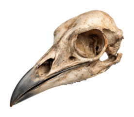 Bird skull natural science exhibit high-detail isolated on transparent background