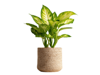 Lush green and yellow variegated foliage plant in woven pot image