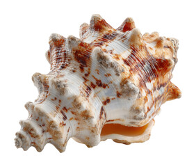 Obraz premium Ocean shell coastal beach nature view isolated on transparent background