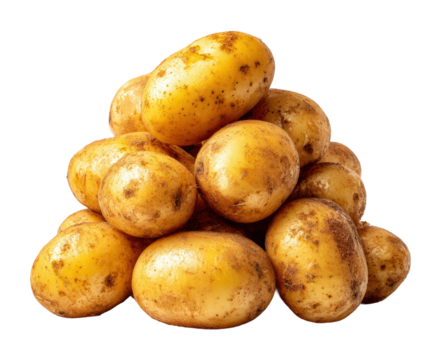 Harvesting fresh potatoes organic farm food outdoors isolated on transparent background - Powered by Adobe