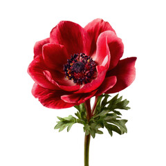 Blooming red anemone flower nature isolated on transparent background