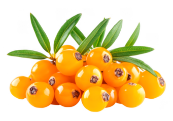 Many yellow sea buckthorn berries are displayed with green leaves on transparent background
