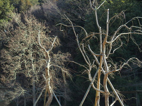 枯木 枯れ木」の写真素材 | 4,040件の無料イラスト画像 | Adobe Stock