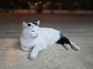 A black white big cat lies down.