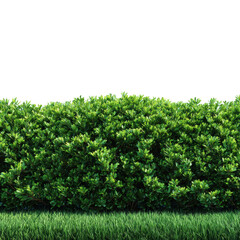 Lush green bushes in a sunny garden nature scene view isolated on transparent background