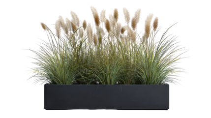 Fluffy grasses in a dark gray planter