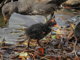 Baby moorhen (Gallinula chloropus) in the lake	
