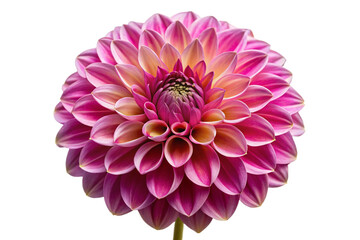 Beautiful pink and yellow dahlia flower isolated close up high detail macro photography bloom isolated on transparent background