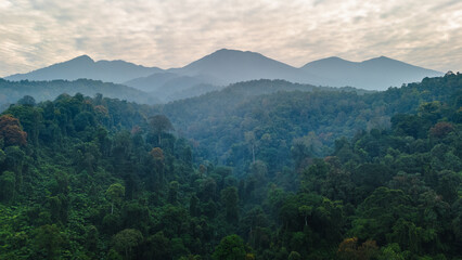 Scenic misty forest with mountain background, perfect for environmental, nature conservation, and wilderness adventure.