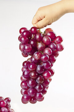 Hand Holding Fresh Red Grapes Bunch on White Background