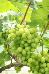 Green Grapes on Vine Ready for Harvest in Xinjiang Vineyard