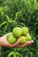 Fresh Green Pears and Apricots from Xinjiang Held in Hands Against Natural Green Background