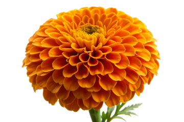 Vibrant orange marigold flower isolated isolated no background no shadow for design projects isolated on transparent background