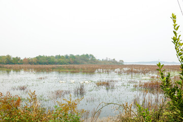 Great White Geese in Tranquil River Wetland with Autumn Marsh Landscape