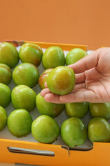 Fresh Green Xinjiang Pears in Wooden Display Box with Hand Showing Big Fruit Quality