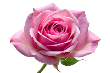 Fototapeta premium Beautiful pink rose flower isolated clean studio shot perfect petals no background isolated on transparent background