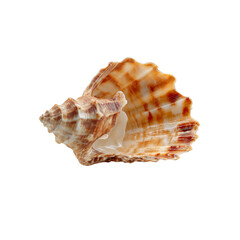 Obraz premium Detailed Close-up of a Stunning Seashell on Black Background