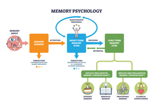 Memory psychology overview showing sensory, short-term, and long-term memory with flow arrows and icons. Outline diagram