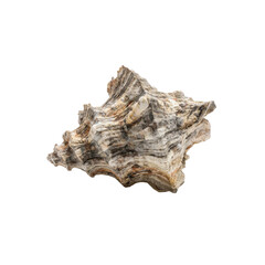 Striking Close-up of a Textured Seashell on Black Background