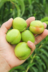 Fresh Green Xinjiang Apricots Held in Hand Against Natural Green Background