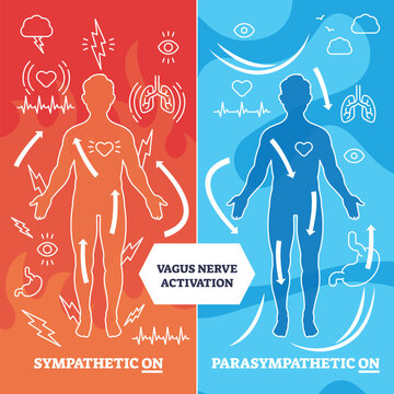 Vagus nerve activation diagram shows human outline, heart, and arrows to illustrate sympathetic vs parasympathetic response. Outline diagram