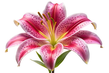 Naklejka premium Stunning pink stargazer lily bloom isolated with vibrant petals and delicate spots isolated on transparent background