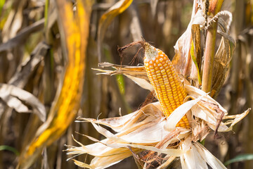 Close-up of ripe corn on the stalk with dried husks, surrounded by a field of corn plants under natural sunlight