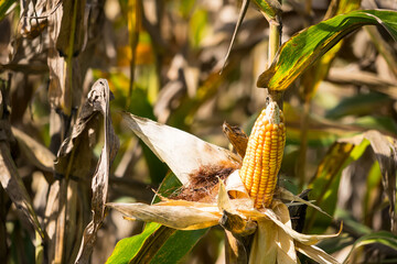 Close-up of ripe corn on the stalk with dried husks, surrounded by a field of corn plants under natural sunlight
