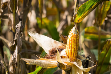 Close-up of ripe corn on the stalk with dried husks, surrounded by a field of corn plants under natural sunlight