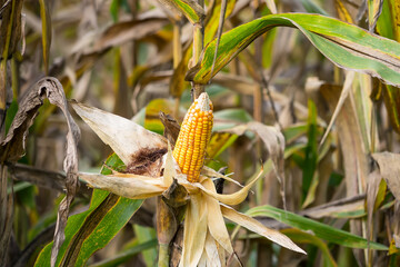 Close-up of ripe corn on the stalk with dried husks, surrounded by a field of corn plants under natural sunlight