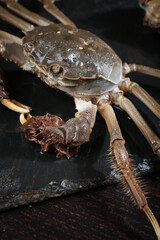 Fresh Yangcheng Lake Hairy Crab Closeup - Premium Chinese Seafood Delicacy with Detailed Shell and Claw Texture