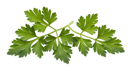 Fresh Parsley Sprig On Black Background