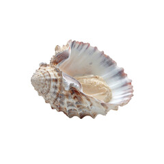 Open Seashell with Pearl-like Interior on Black Background