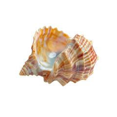 Obraz premium Stunning Close-up of a Colorful Seashell on Black Background