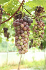 Purple Grapes Ripening on Vine in Xinjiang China Vineyard During Harvest Season