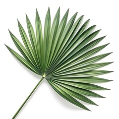 Carnauba Palm Leaf Tropical Leaf with Bright Green Fan-Shaped Fronds and Radiant Texture Botanical Still Life Captured in Minimalist Style Highlighting Natural Beauty on Pure White Background © Muhammad Imran