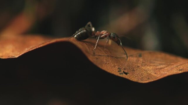 ant walking along edge of leaf in autumn (close up)