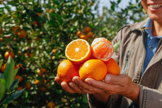 Fresh Mandarin Orange Producer Harvest in Chungcheon Citrus Grove During Fall Season