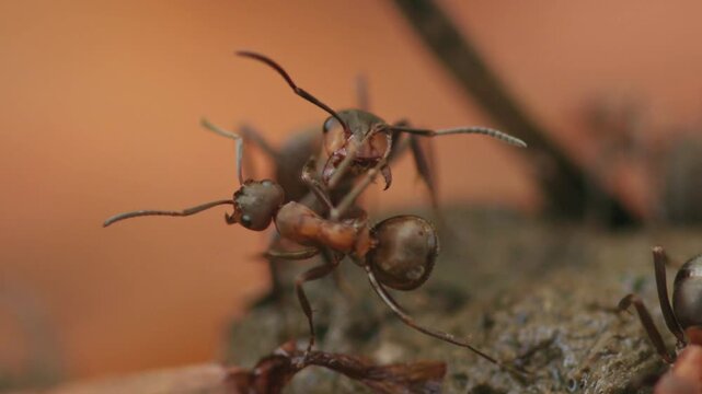 interaction of red wood ants of different size
